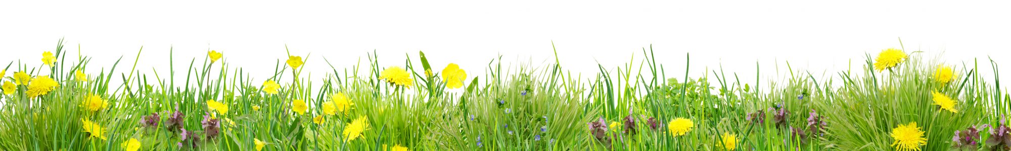 Herrlich schlichte Wildblumenwiese vor Wei Herrlich schlichte Wildblumenwiese vor Wei